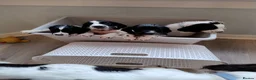 English Springer Spaniel dogs for sale: 1 Springer Spaniel Puppies Black White Ready to Go - Advert 1