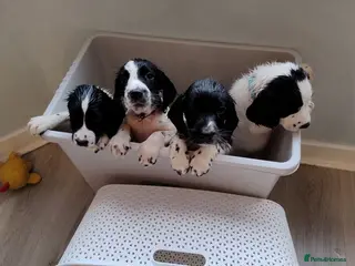 English Springer Spaniel dogs Ready 8 Springer Spaniel Puppies Black & White - Advert 1