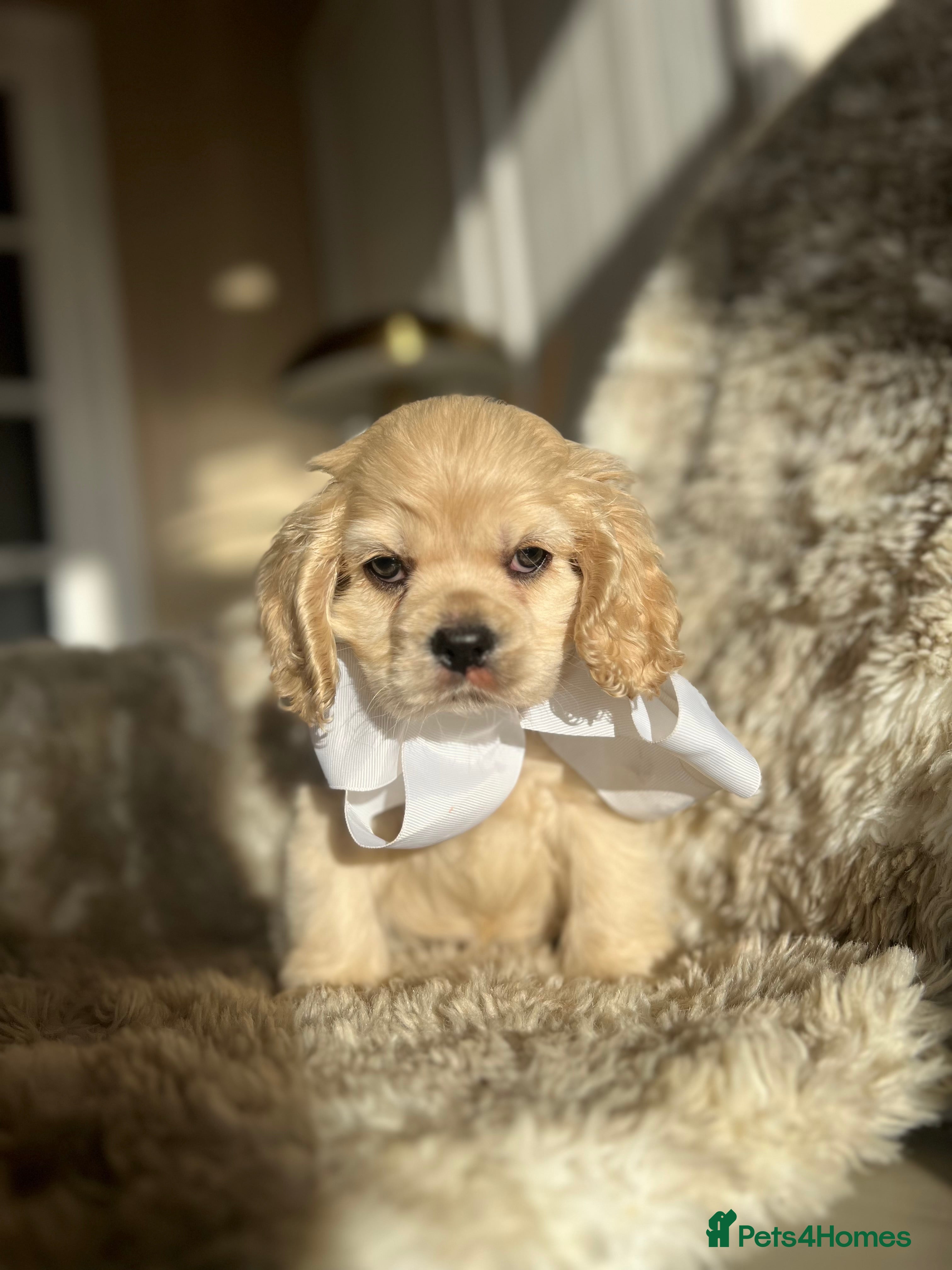 Cocker Spaniel dogs American cocker spaniel  - Advert 1