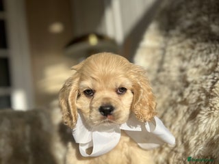 Cocker Spaniel dogs American cocker spaniel - Advert 1