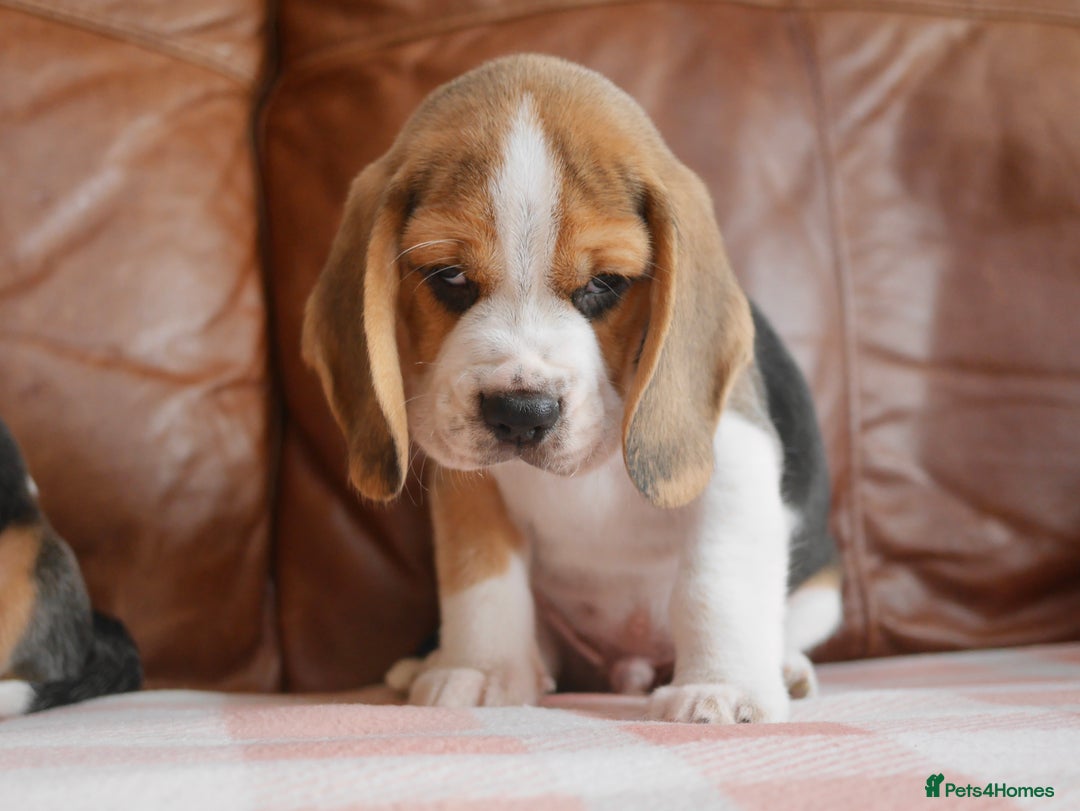 Beagle dogs for sale: Quality Health Tested Beagle Puppies - Advert 5