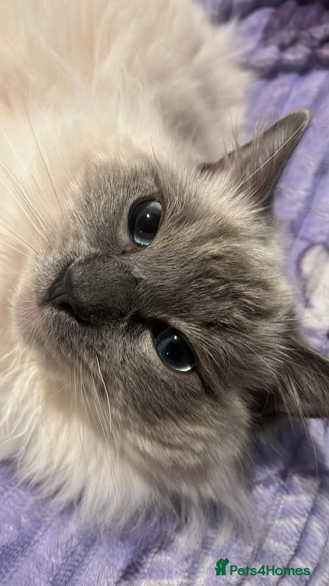 Ragdoll cats for stud: Beautiful pure blue point large  ragdoll stud in Bristol - Advert 7