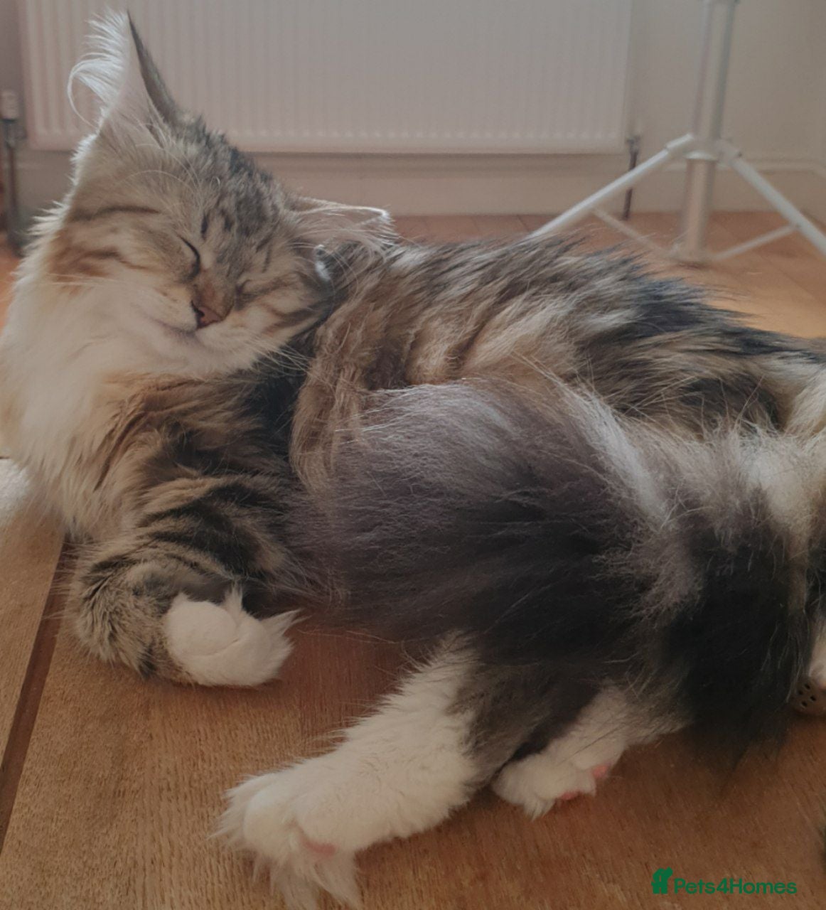 Siberian cats Purebred Siberian Cat Stud – Gentle & Gorgeous in Wembley - Advert 1