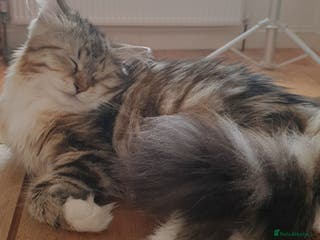 Siberian cats Purebred Siberian Cat Stud – Gentle & Gorgeous in Wembley - Advert 1