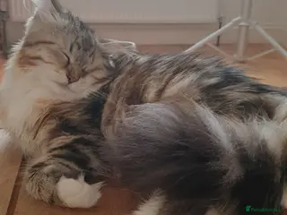 Siberian cats Purebred Siberian Cat Stud – Gentle & Gorgeous in Wembley - Advert 1