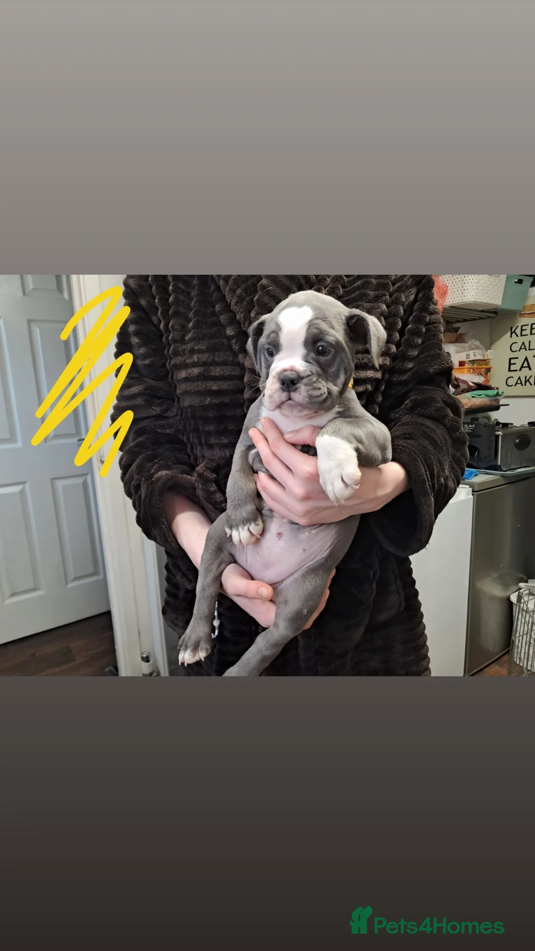 Olde English Bulldogge dogs for sale:  old time English bulldog puppies for sale!!! - Advert 2