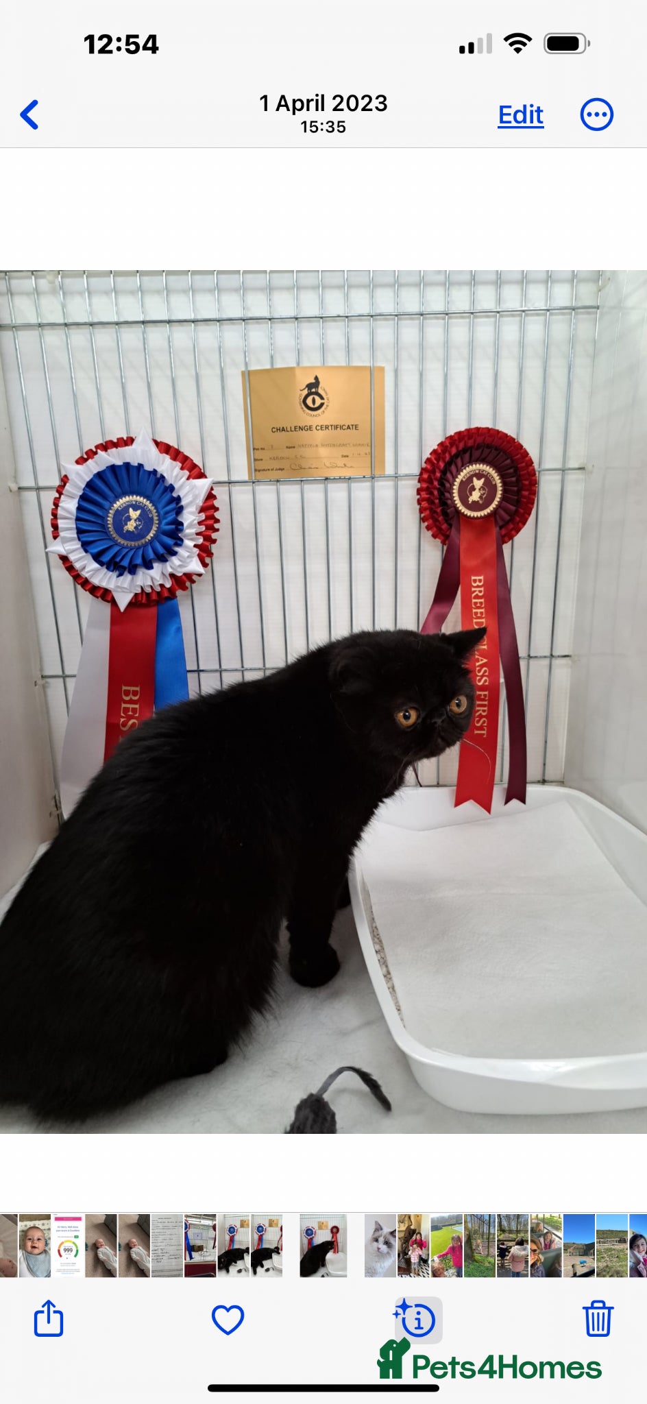 Exotic cats Adorable GCCF Registered Exotic Kittens  - Advert 2