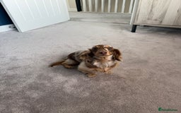 Miniature Dachshund dogs for sale: Miniature smooth haired dachshund  - Image 4