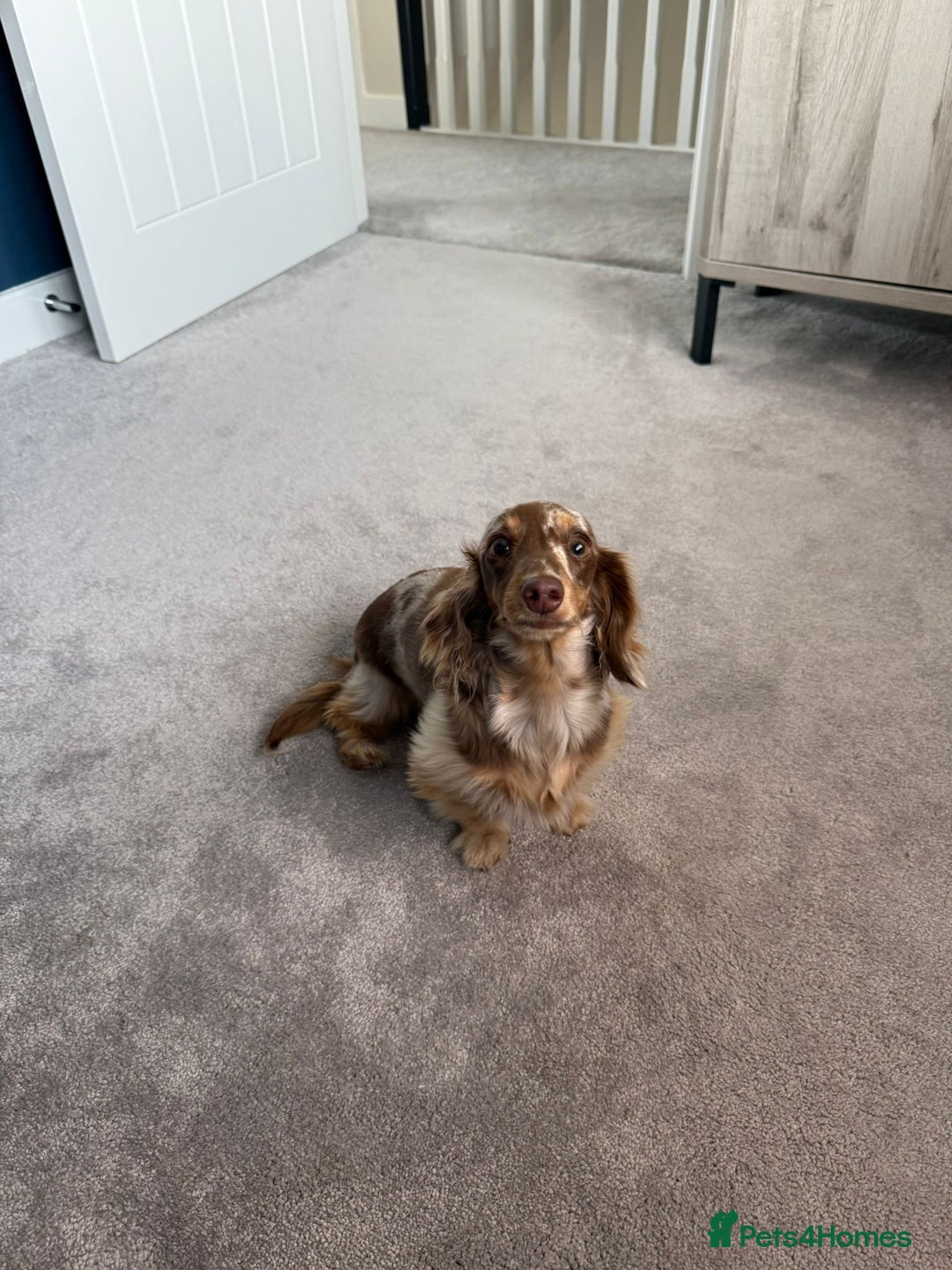 Miniature Dachshund dogs for sale: Miniature smooth haired dachshund  - Image 4