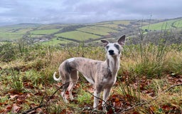 Mixed Breed dogs for sale: Stunning F1 Beddy Whippet Pups — Hearts Will Melt - Advert 5