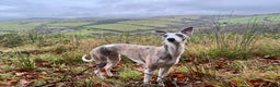 Mixed Breed dogs for sale: Stunning F1 Beddy Whippet Pups — Hearts Will Melt - Advert 5
