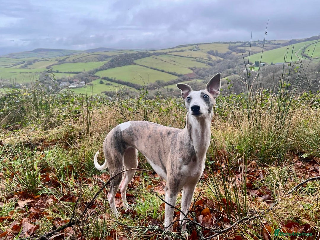 Mixed Breed dogs for sale: Stunning F1 Beddy Whippet Pups — Hearts Will Melt - Advert 5