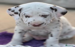 Dalmatian dogs for sale: Tamilanda Dalmatian's - Image 2