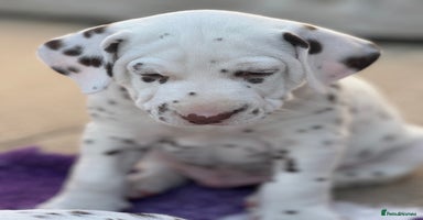 Dalmatian dogs - Advert 2