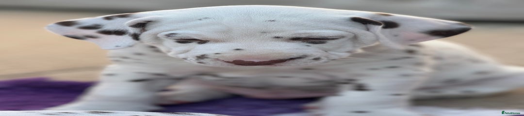 Dalmatian Puppy 1