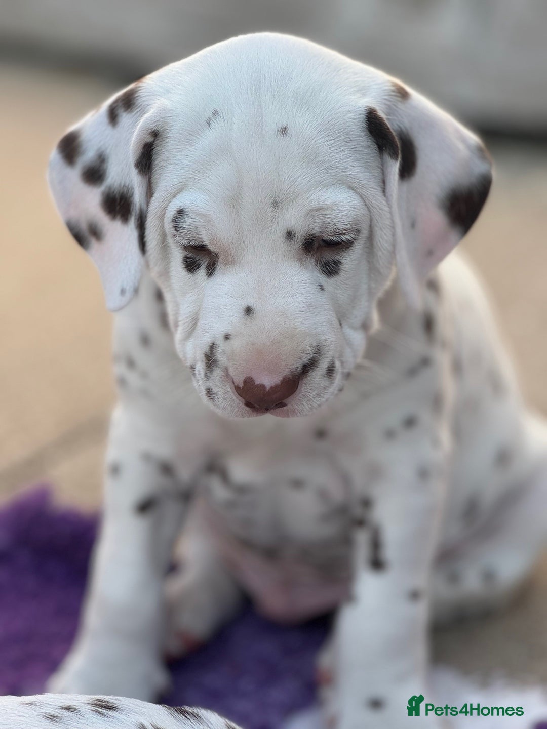 Dalmatian dogs for sale: Tamilanda Dalmatian's - Image 2