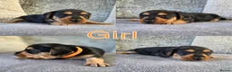 Mixed Breed dogs for sale: 7 Stunning Dorkie Puppies - Advert 15