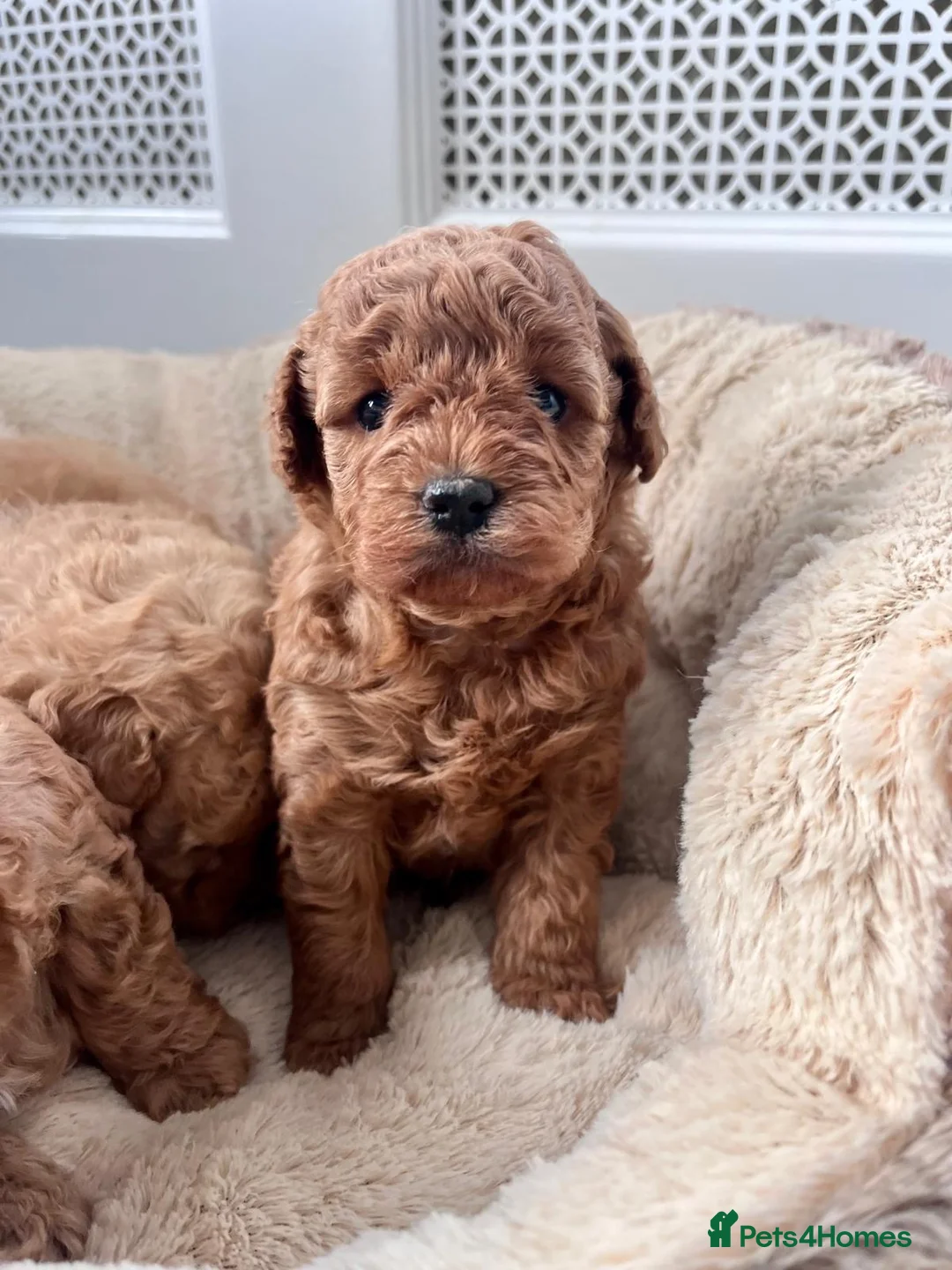 Cockapoo dogs for sale: Stunning F2B pups.  - Advert 17