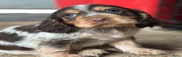 Cocker Spaniel dogs for sale: Beautiful show type cocker spaniels  - Advert 11