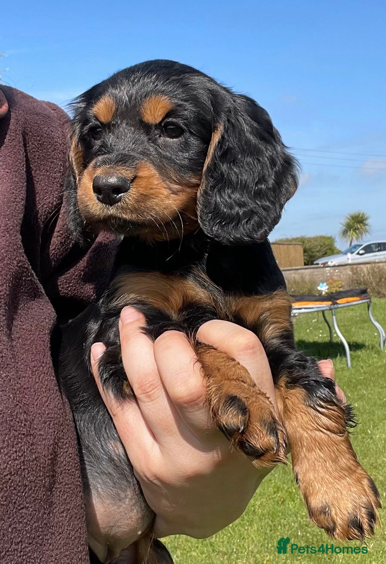 Cocker Spaniel dogs Legally docked. KC Reg. 4 Cocker spaniels.  - Advert 16