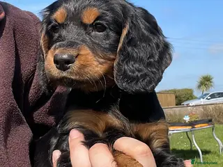 Cocker Spaniel dogs Legally docked. KC Reg. 4 Cocker spaniels. - Advert 16