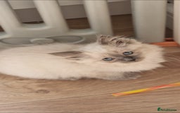 Ragdoll cats for sale: Stunning Bluepoint Pedigree Ragdoll Kittens Ready - Advert 4
