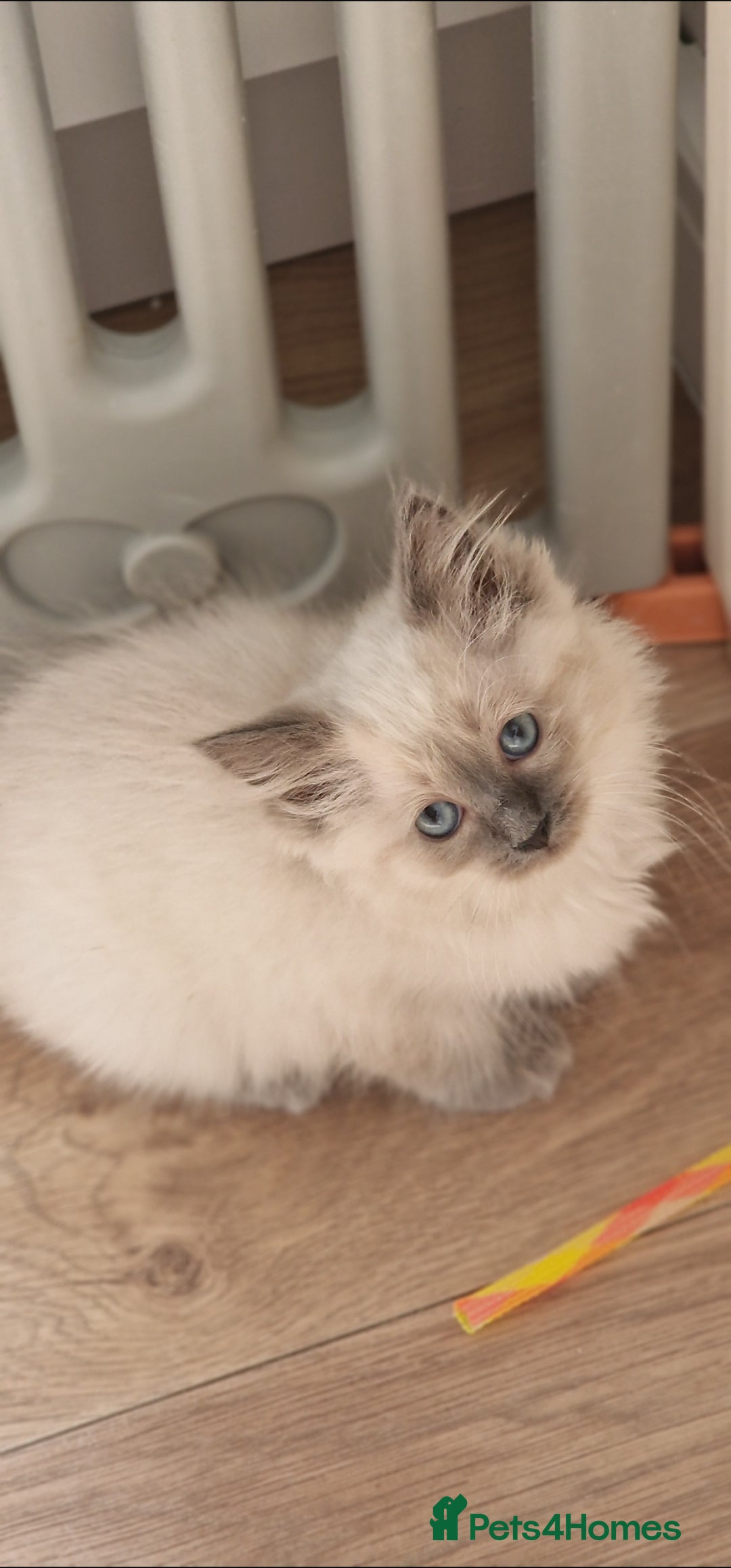 Ragdoll cats for sale: Stunning Bluepoint Pedigree Ragdoll Kittens Ready - Advert 4