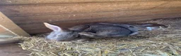 Continental Giant rabbits for sale: Pure Continental Giant rabbits  - Advert 5