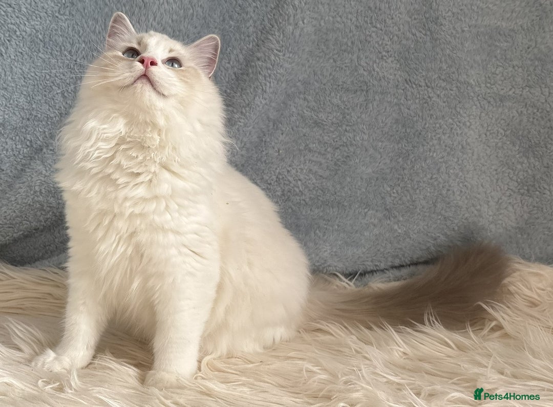 Ragdoll cats for sale: Playful Pedigree Ragdoll Kittens Available - Advert 25