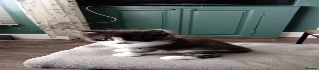 British Longhair Kitten 3