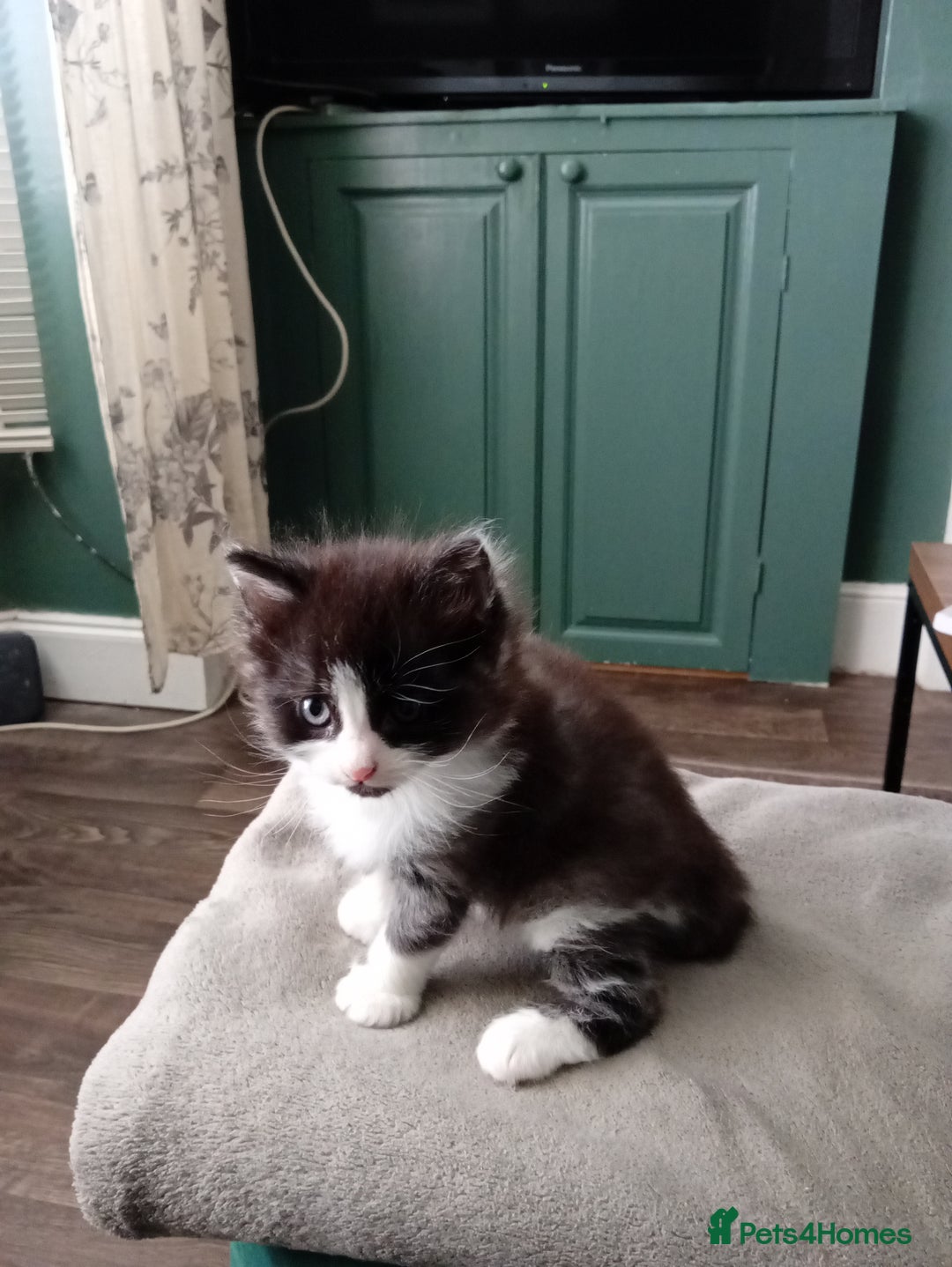 British Longhair cats for sale: 3 beautiful male kittens for sale - Image 1