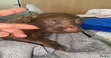 Mixed Breed dogs - Advert 4