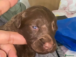 Mixed Breed dogs - Advert 31