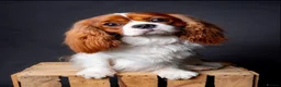 Cavalier King Charles Spaniel dogs for stud: KC REG HEALTH TESTED CHAMPION LINES CAVALIER STUD  in Hoddesdon - Advert 11