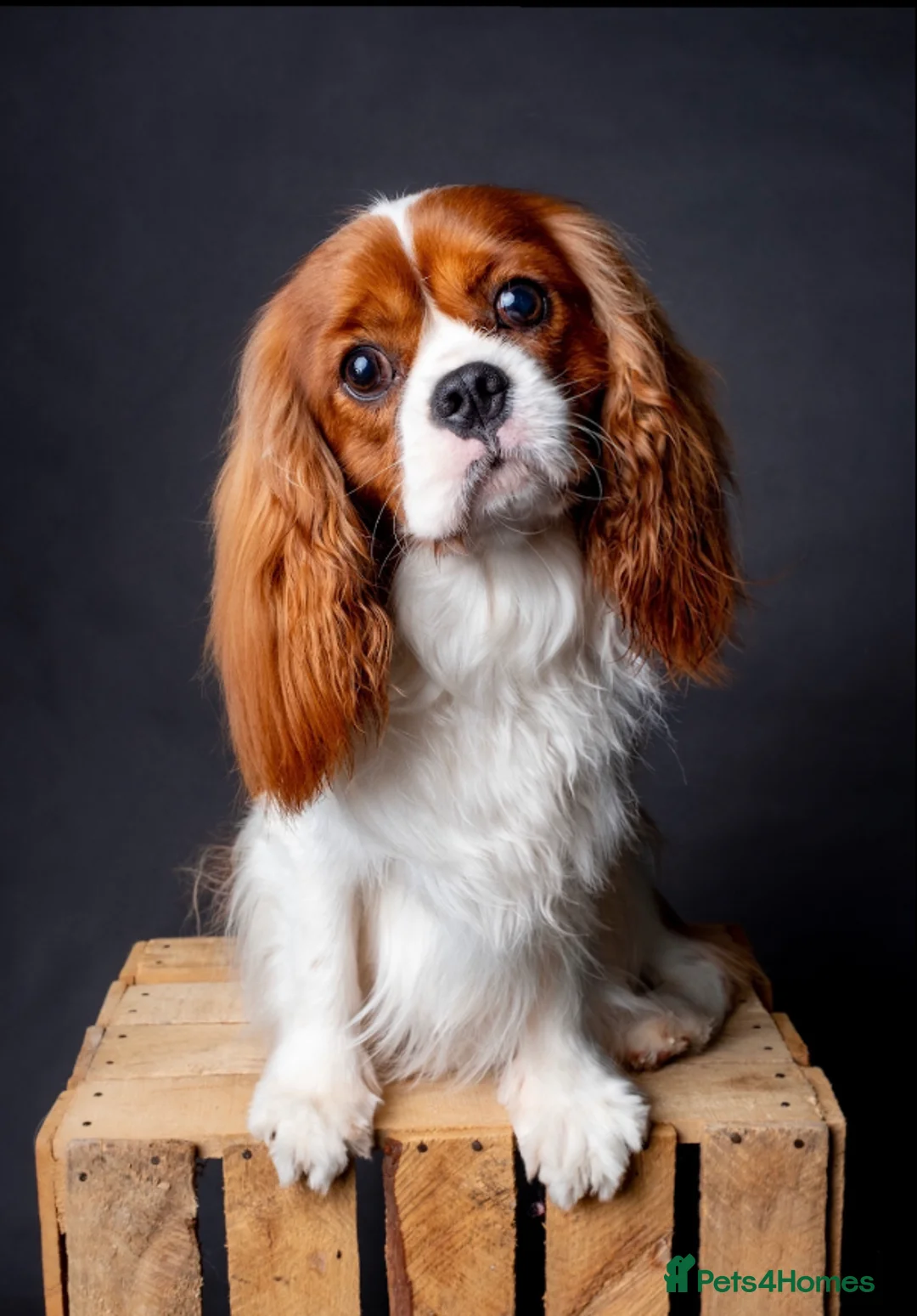 Cavalier King Charles Spaniel dogs for stud: KC REG HEALTH TESTED CHAMPION LINES CAVALIER STUD  in Hoddesdon - Advert 11