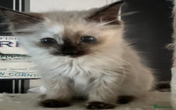 Ragdoll cats for sale: Ragdoll kittens  - Image 1