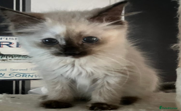 Ragdoll cats - Advert 11