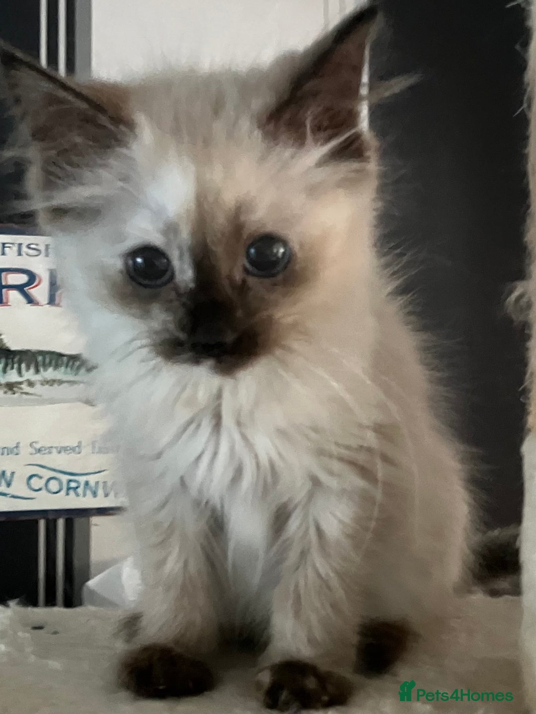 Ragdoll cats for sale: Ragdoll kittens  - Image 1