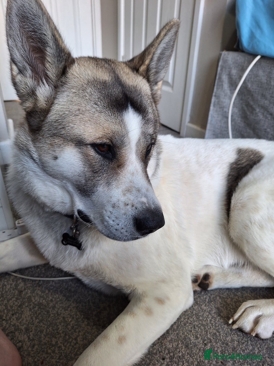 Akita dogs for sale: Sweet Akita Girl - Image 1