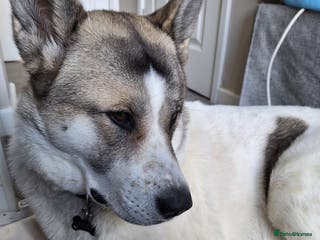 Akita dogs Sweet Fluffy Girl Dog - Advert 12