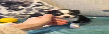 Chihuahua 4