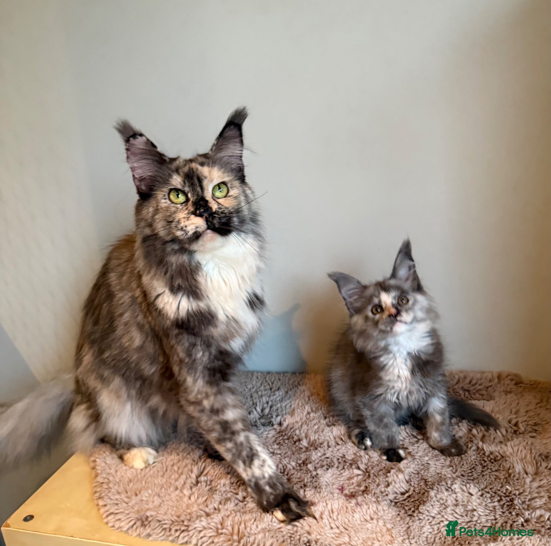Maine Coon cats for sale: Beautiful little girl and Mum - Advert 1