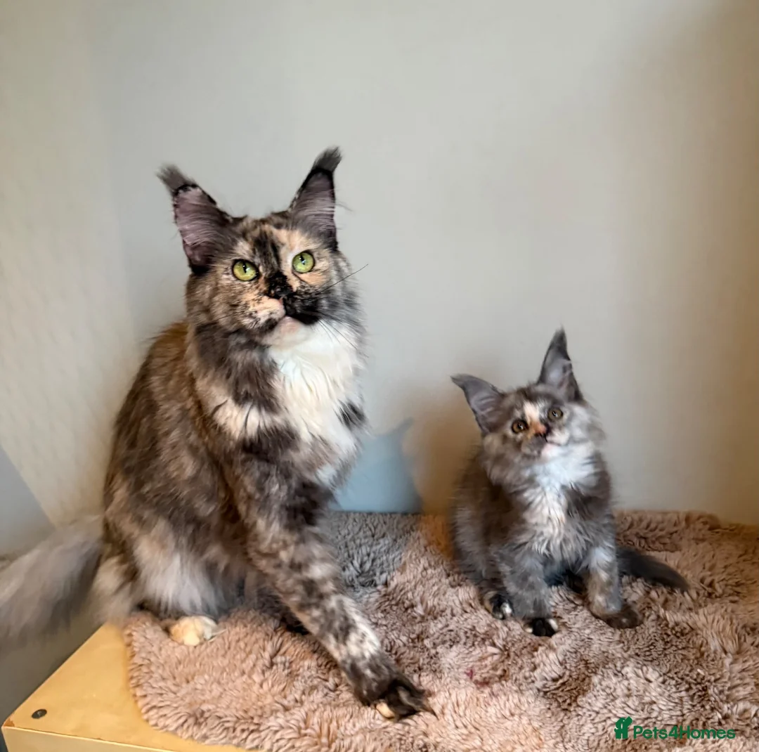 Maine Coon cats for sale: Beautiful little girl and Mum - Advert 1