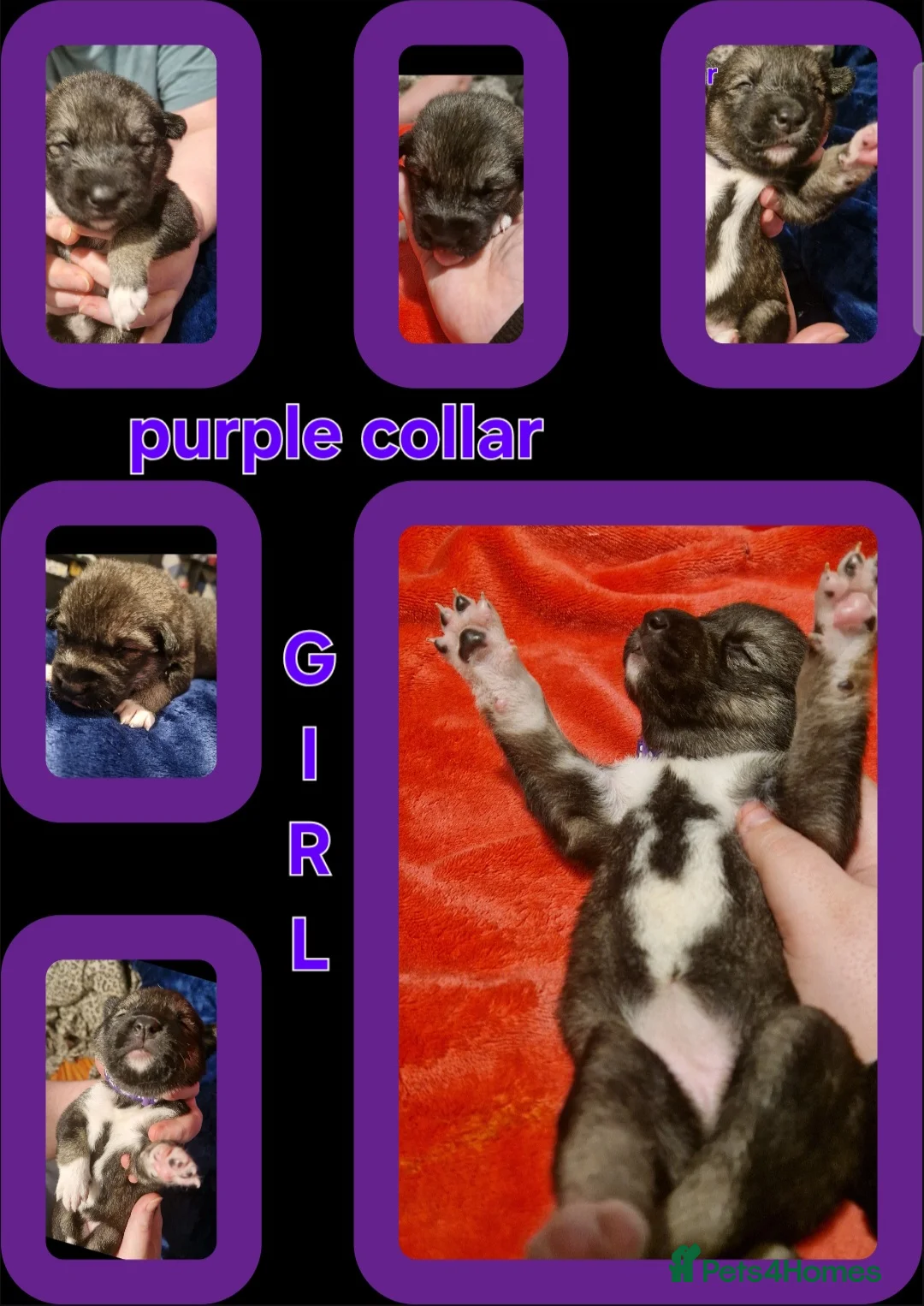 Mixed Breed dogs for sale: £1000 - Advert 6