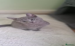 Russian Blue cats for sale: TICA 5* Pedigree Russian Blue Kittens - Image 14