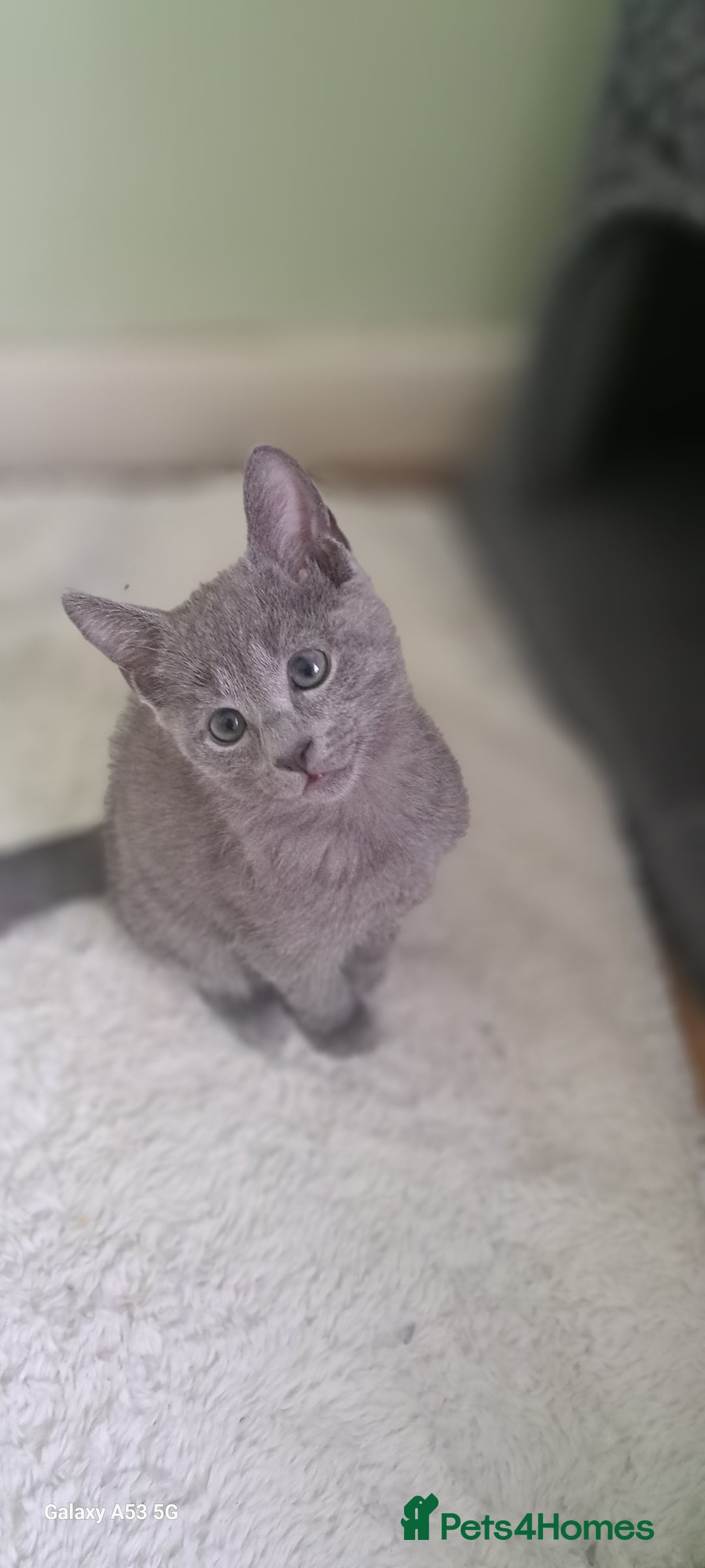 Russian Blue cats for sale: TICA 5* Pedigree Russian Blue Kittens - Image 14