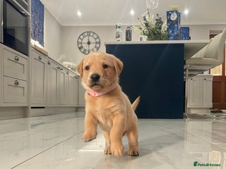 Labrador Retriever dogs for sale - Advert 1