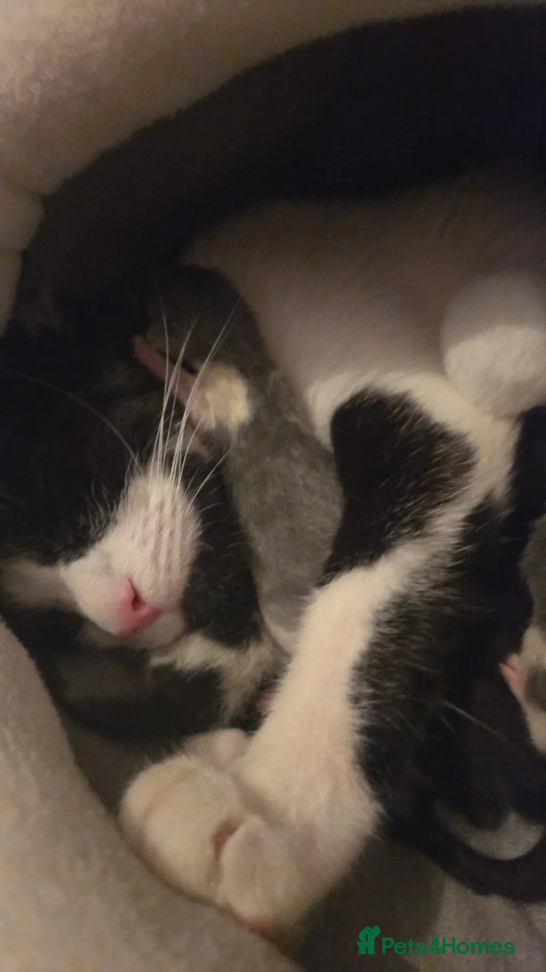 Mixed Breed cats for sale: Emma b in Newcastle - Advert 2