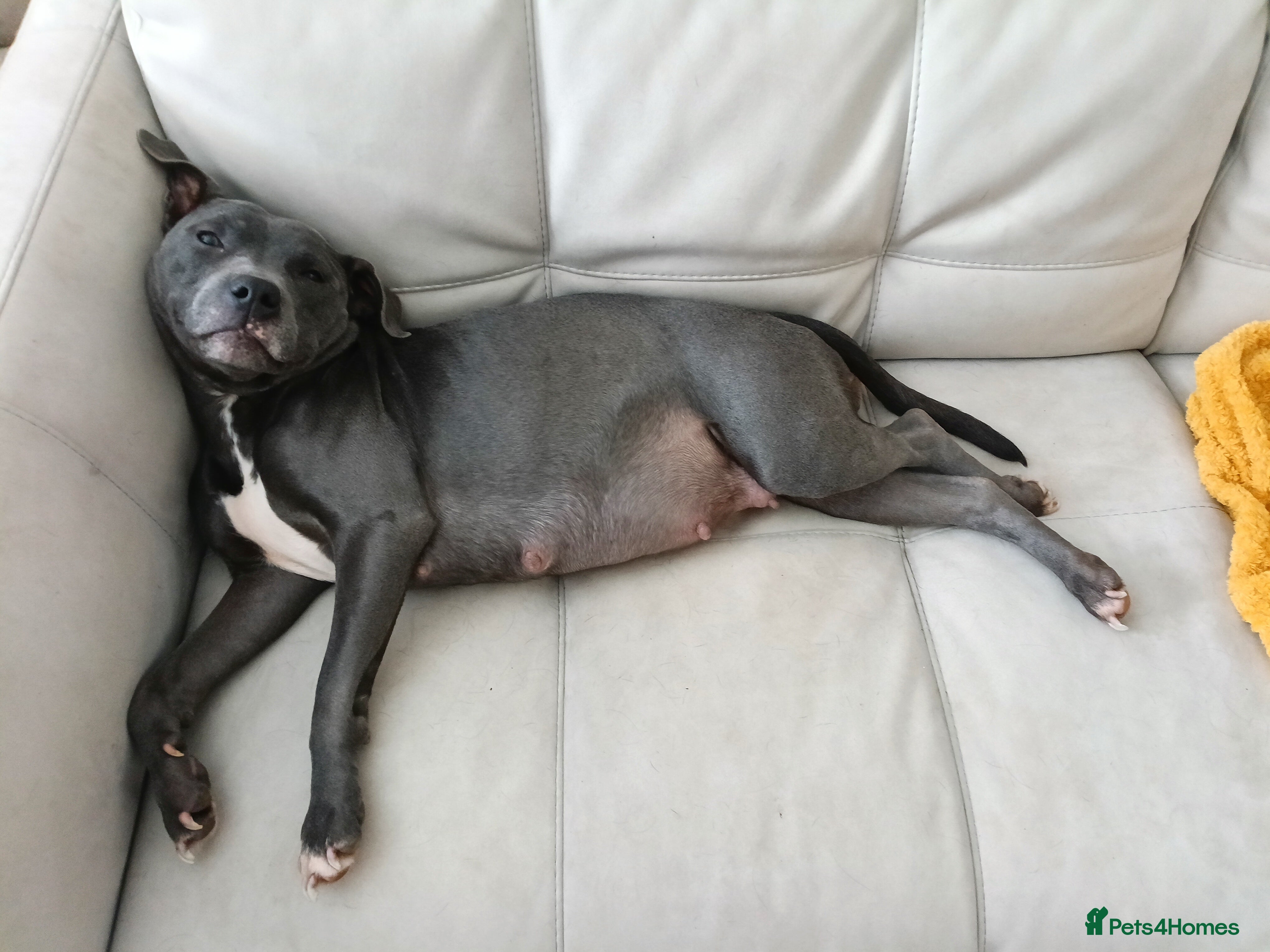 Mixed Breed dogs 6 little cuties 😍 - Advert 3