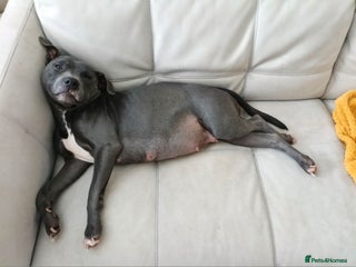 Mixed Breed dogs 6 little cuties 😍 - Advert 2